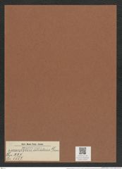Actinoptychus adriaticus Grun. (de-Toni-Nr.: Genus 227, Species 5557) Zeichnungen Sammlung Grunow Mappe 05315 (Herbarium_W_Grunow_drawings_Folder_05315)